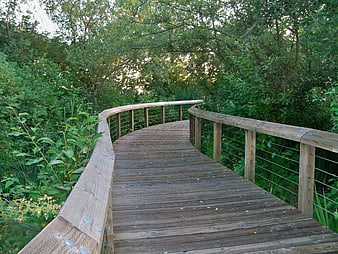 Wooden boardwalk winding through lush green forest park