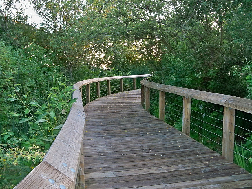 Wooden boardwalk winding through lush green forest park