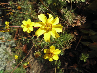 Close-up of bright yellow wildflowers in natural garden setting