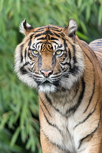Close-up portrait of a majestic tiger with intense gaze