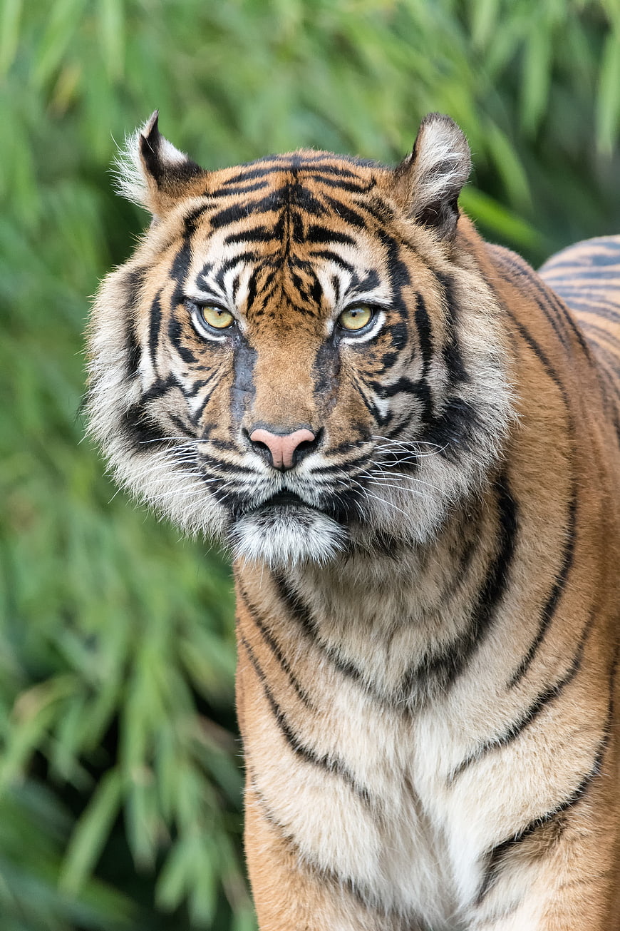 Close-up portrait of a majestic tiger with intense gaze