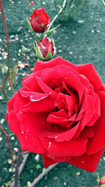 Close-up of vibrant red rose with water droplets