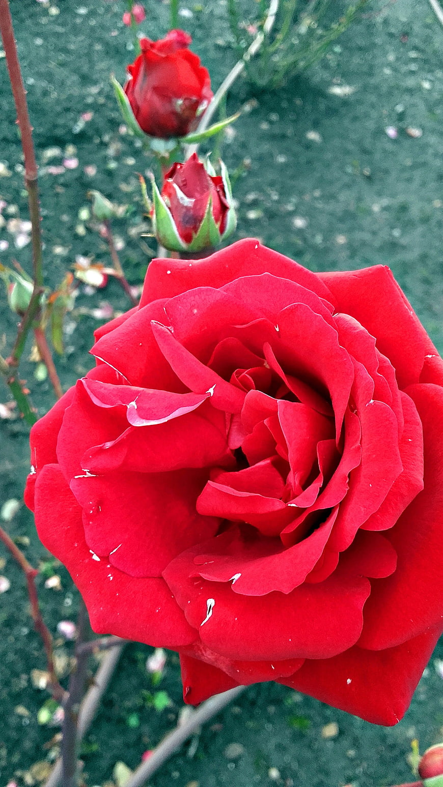 Close-up of vibrant red rose with water droplets