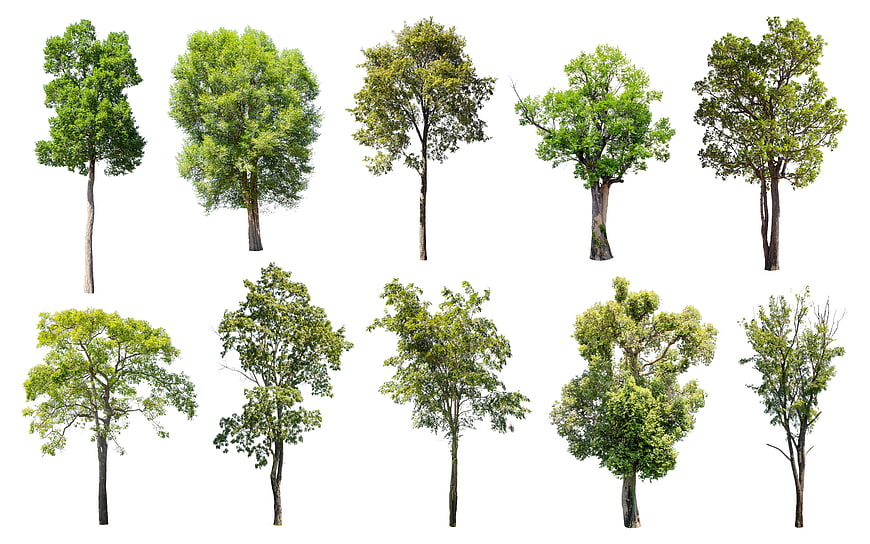 Collection of ten isolated deciduous trees on white background