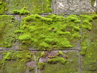 Green Moss Texture on Old Stone Wall Background