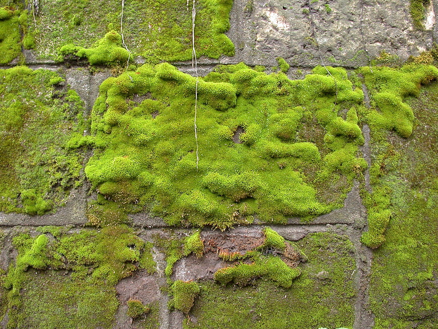 Green Moss Texture on Old Stone Wall Background