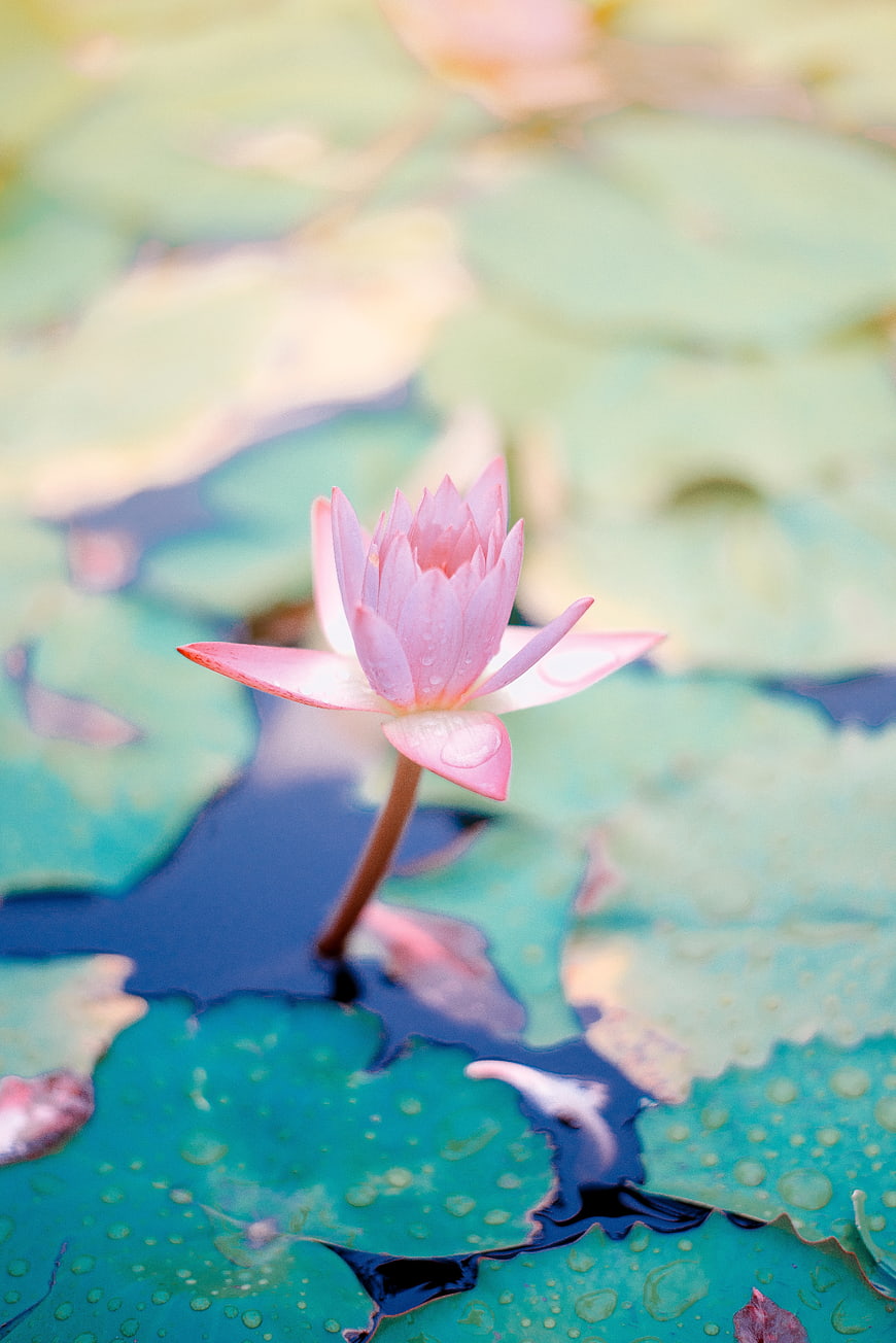 Pink Water Lily Bloom on Green Lily Pads