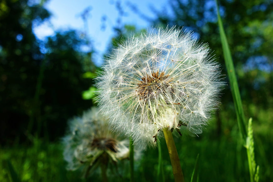 Close-up of a fluffy white dandelion seed head in a green meadow