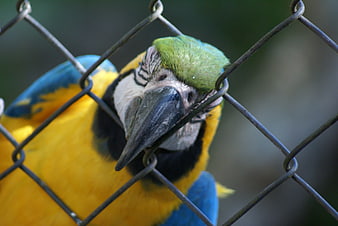 Blue and yellow macaw behind chain link fence