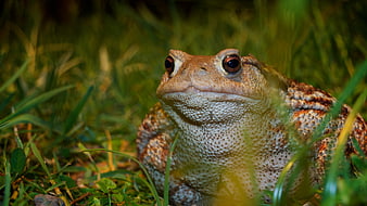 Close-up of a Common Toad in Green Grass