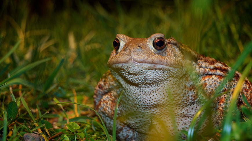 Close-up of a Common Toad in Green Grass