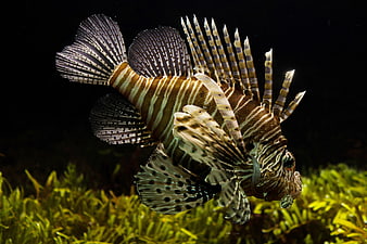 Red Lionfish Swimming in Aquarium with Green Plants