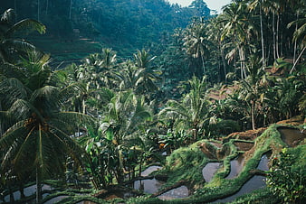 Lush Bali Rice Terraces with Palm Trees