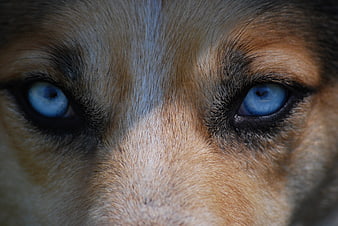 Close-up of dog with intense blue eyes and brown fur