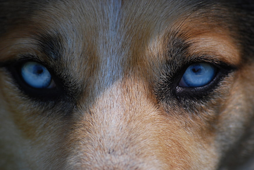 Close-up of dog with intense blue eyes and brown fur