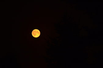 Full orange moon rising behind dark tree silhouette