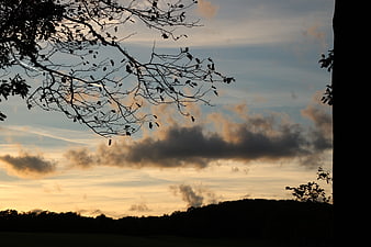 Silhouette of tree branches against a dramatic sunset sky