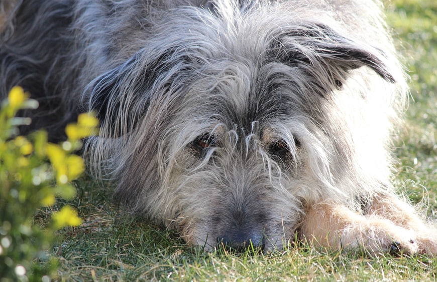 Shaggy gray dog resting on green grass in sunlight