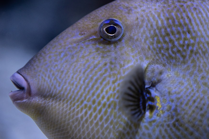 Close-up of a Triggerfish Eye and Scales Underwater