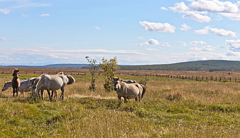 Horses grazing in a grassy autumn valley landscape