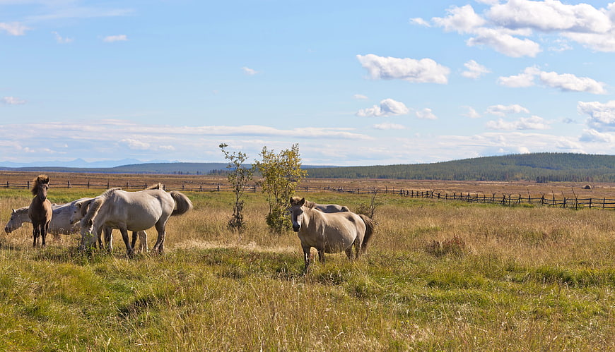 Horses grazing in a grassy autumn valley landscape