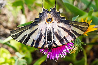 Close-up of a Swallowtail Butterfly on a Purple Flower