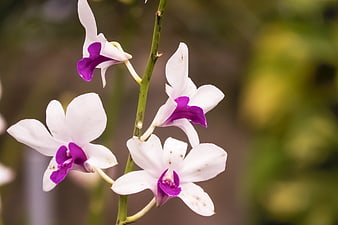 White and purple orchid flowers on a green stem