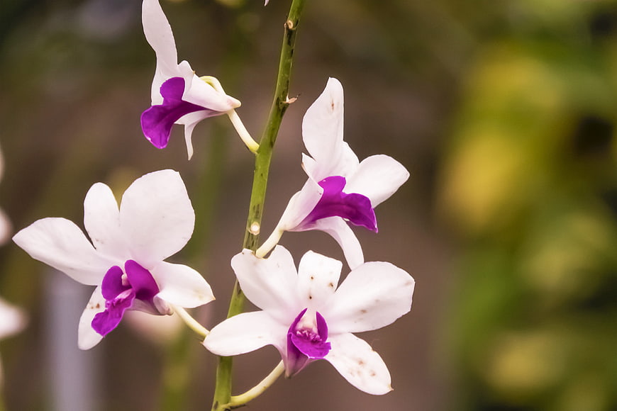 White and purple orchid flowers on a green stem