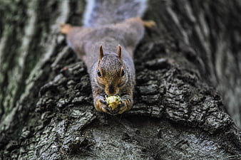 Close-up of squirrel eating nut on tree trunk