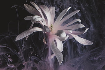 Abstract White Flower with Purple Smoke on Dark Background