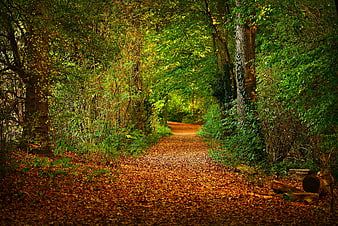 Autumn Forest Path With Fallen Leaves And Tall Trees