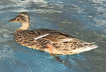 Female Mallard Duck Swimming in Blue Water
