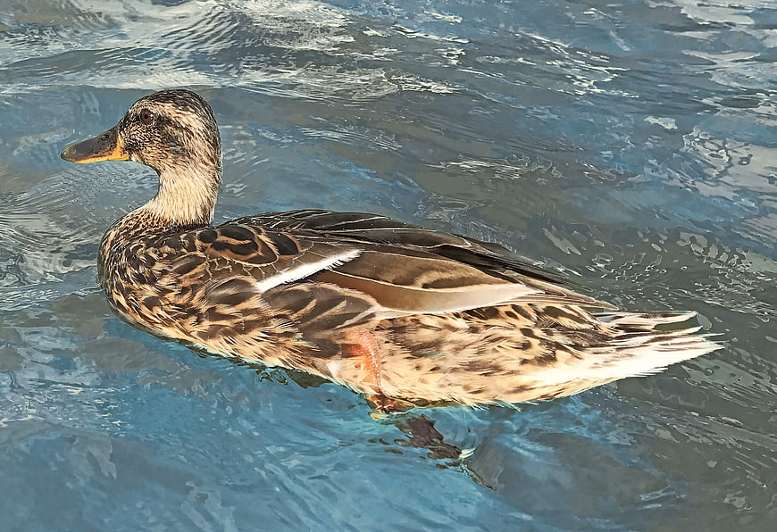 Female Mallard Duck Swimming in Blue Water