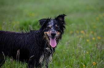 Wet black and tan border collie panting in green meadow