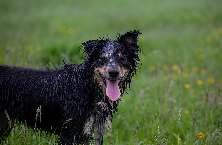 Wet black and tan border collie panting in green meadow
