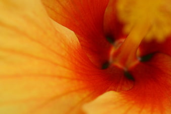 Abstract Macro Close-Up of Vibrant Orange Hibiscus Flower Petals