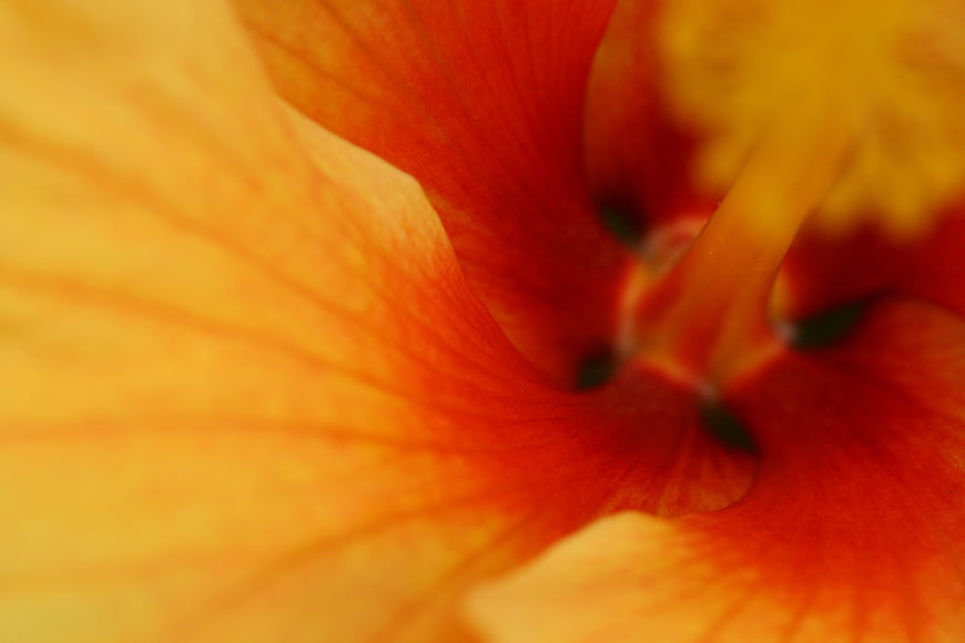 Abstract Macro Close-Up of Vibrant Orange Hibiscus Flower Petals