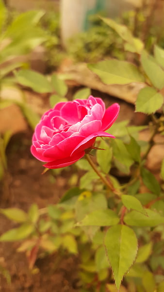Close-up of a vibrant pink rose in a garden