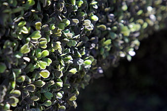 Close-up of green boxwood leaves with sunlight and dark background