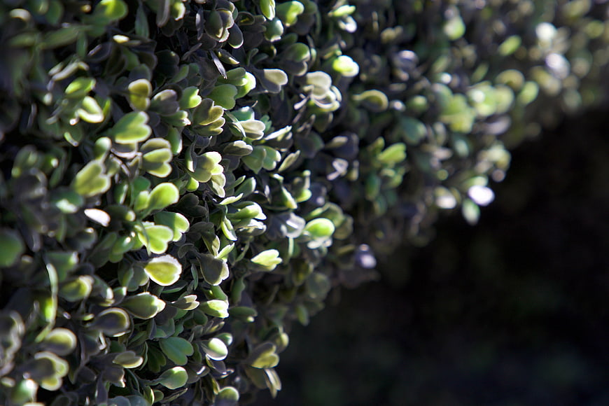 Close-up of green boxwood leaves with sunlight and dark background