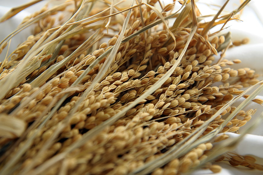 Close-up of dried rice paddy stalks with golden grains