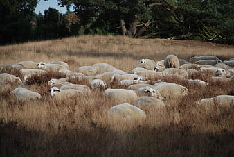 Flock of sheep grazing in dry autumn field