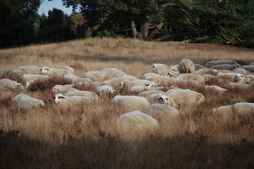 Flock of sheep grazing in dry autumn field