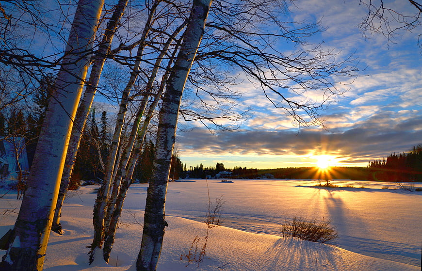 Winter Birch Trees and Snowy Lake at Sunset in Quebec