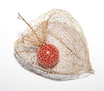 Red physalis berry in dried husk on white background