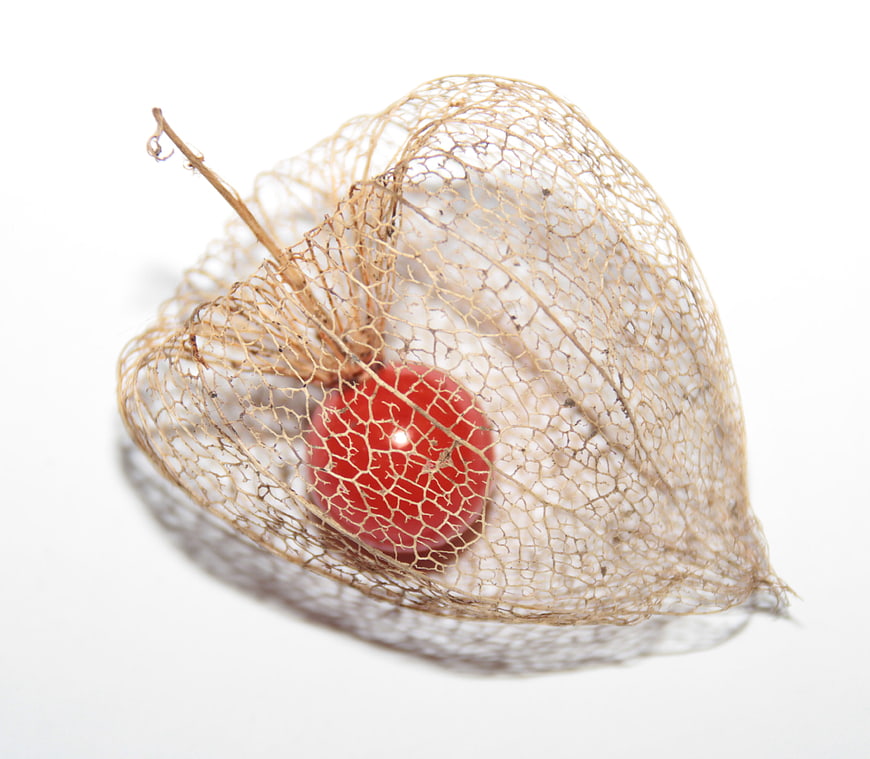 Red physalis berry in dried husk on white background