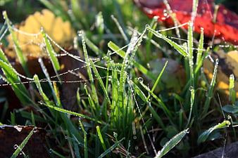 Close-up of dew-covered spiderweb on green grass with autumn leaves