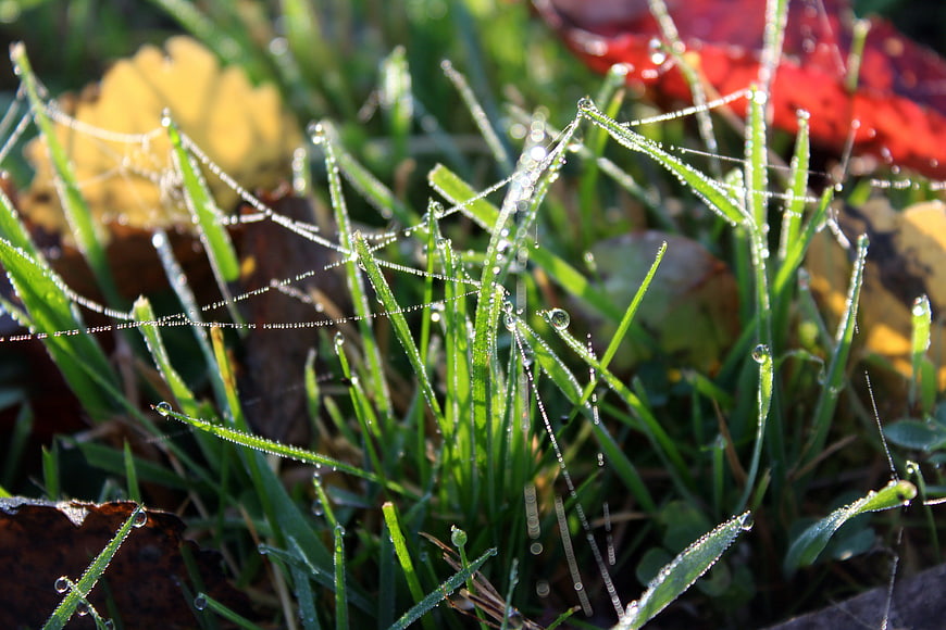 Close-up of dew-covered spiderweb on green grass with autumn leaves