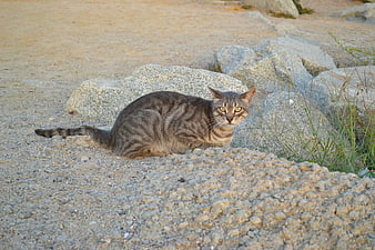 Gray Tabby Cat Sitting on Gravel Near Rocks
