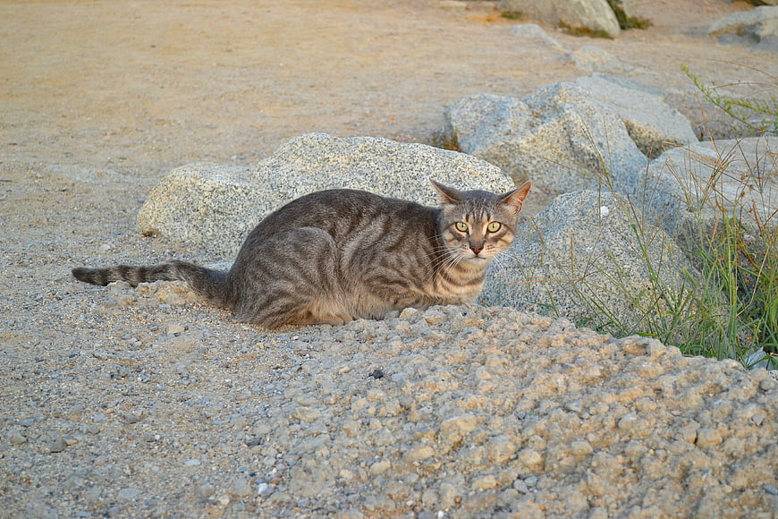 Gray Tabby Cat Sitting on Gravel Near Rocks